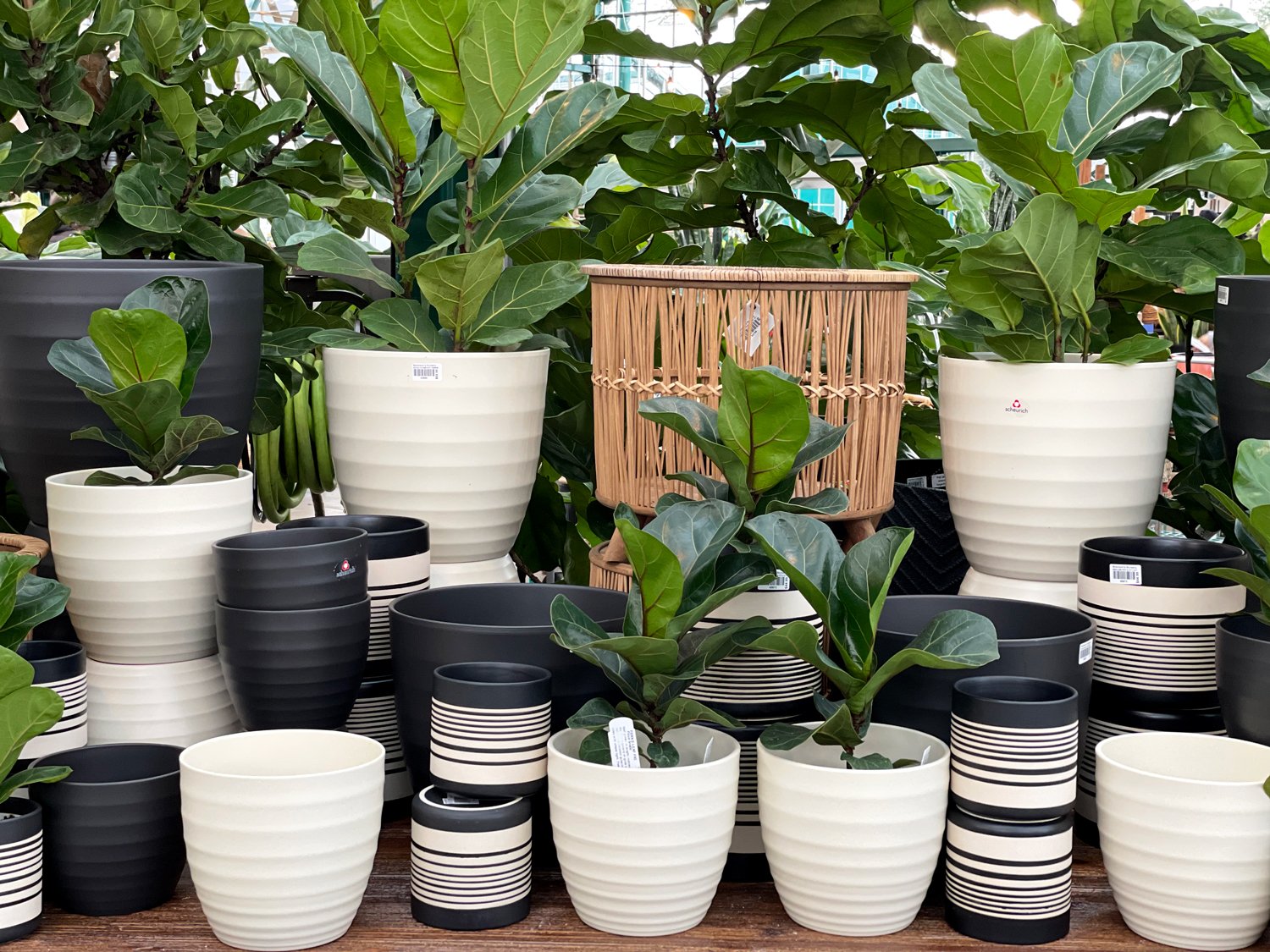 black-and-white-pottery-and-fiddle-leaf-figs.jpg