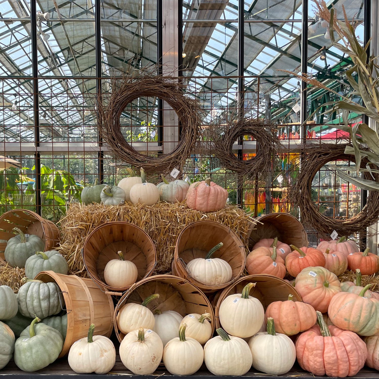 Pumpkin-Display-at-Swansons-Nursery.jpg