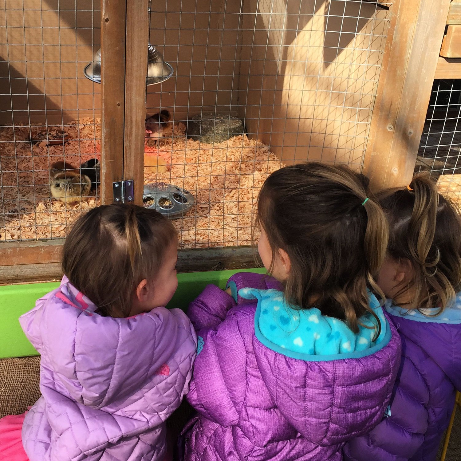Girls-with-baby-chicks-at-Swansons-Nursery.jpg