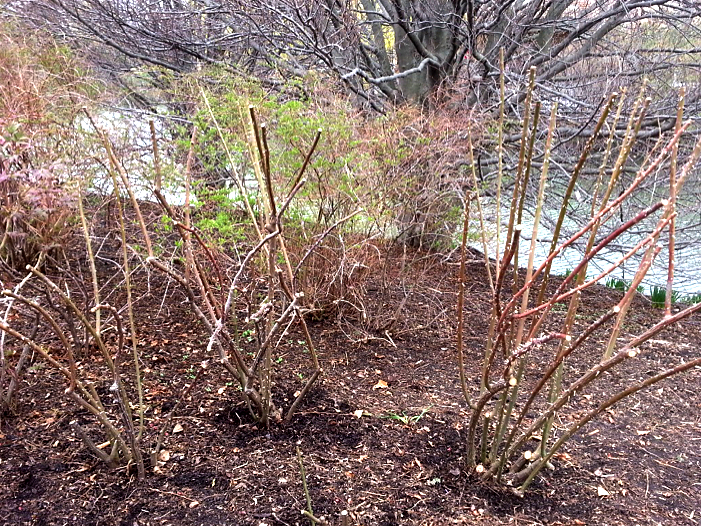 ...and after pruning (image: Chicago Botanic Garden)