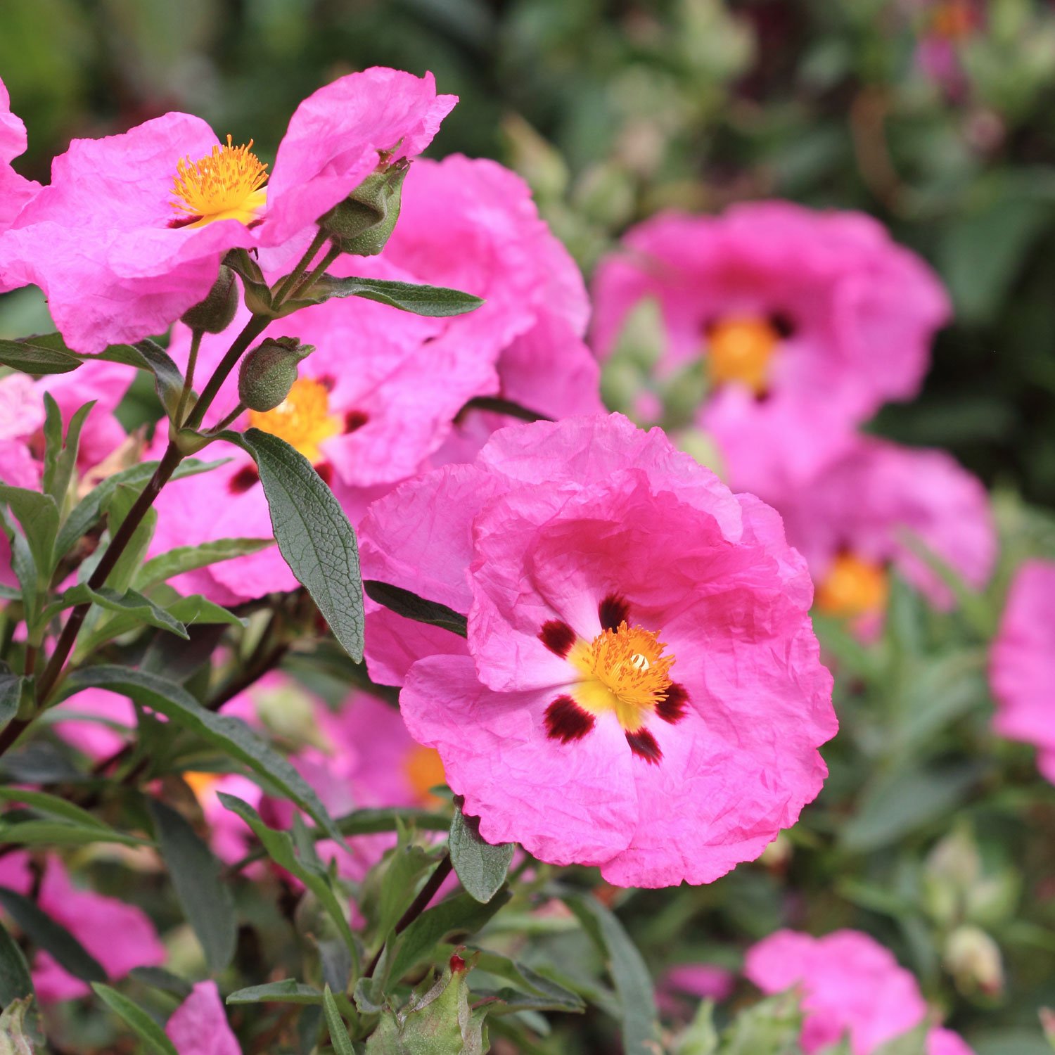 Pink-Cistus-Rockrose.jpg