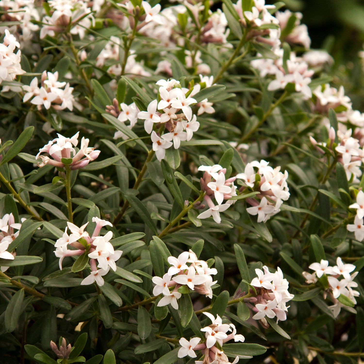 eternal-fragrance-daphne-shrub.jpg