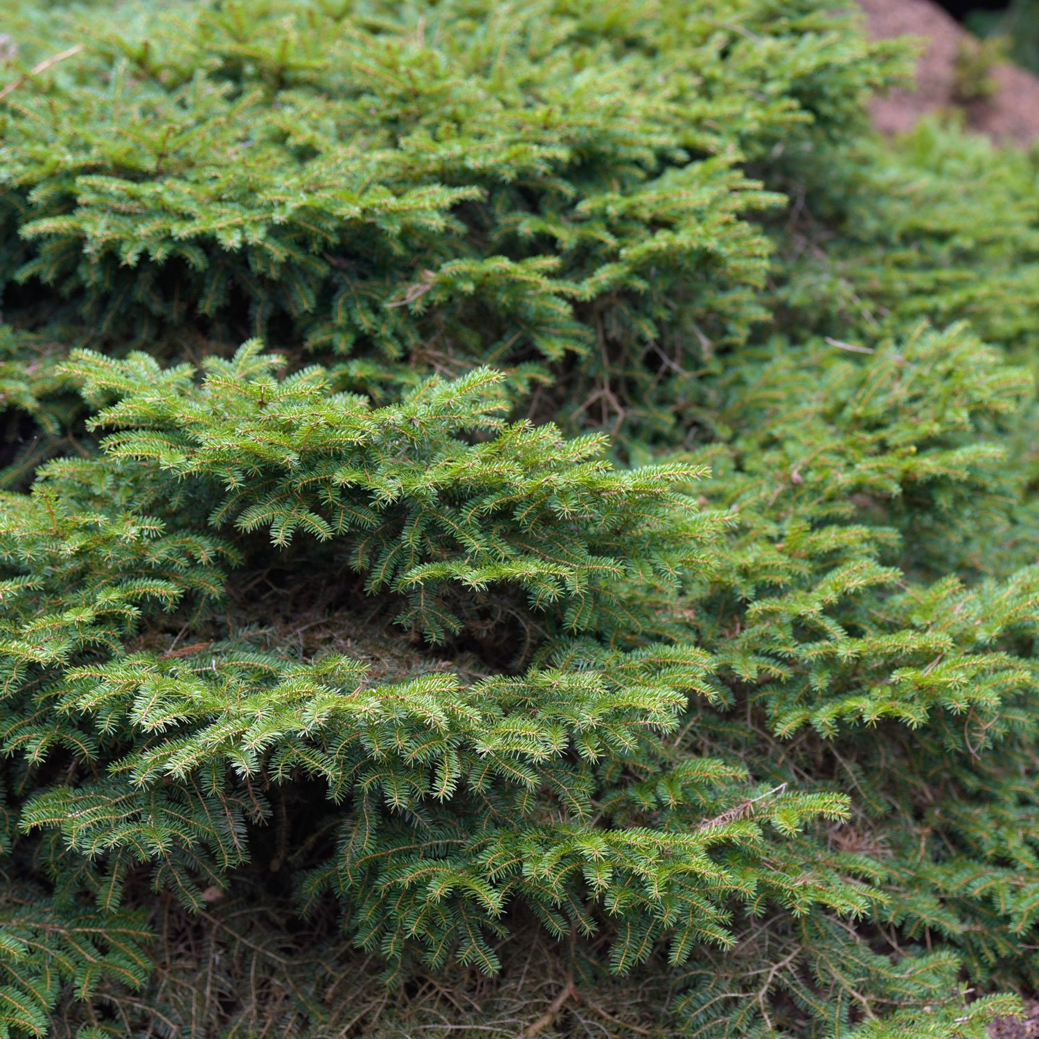 birds-nest-spruce.jpg