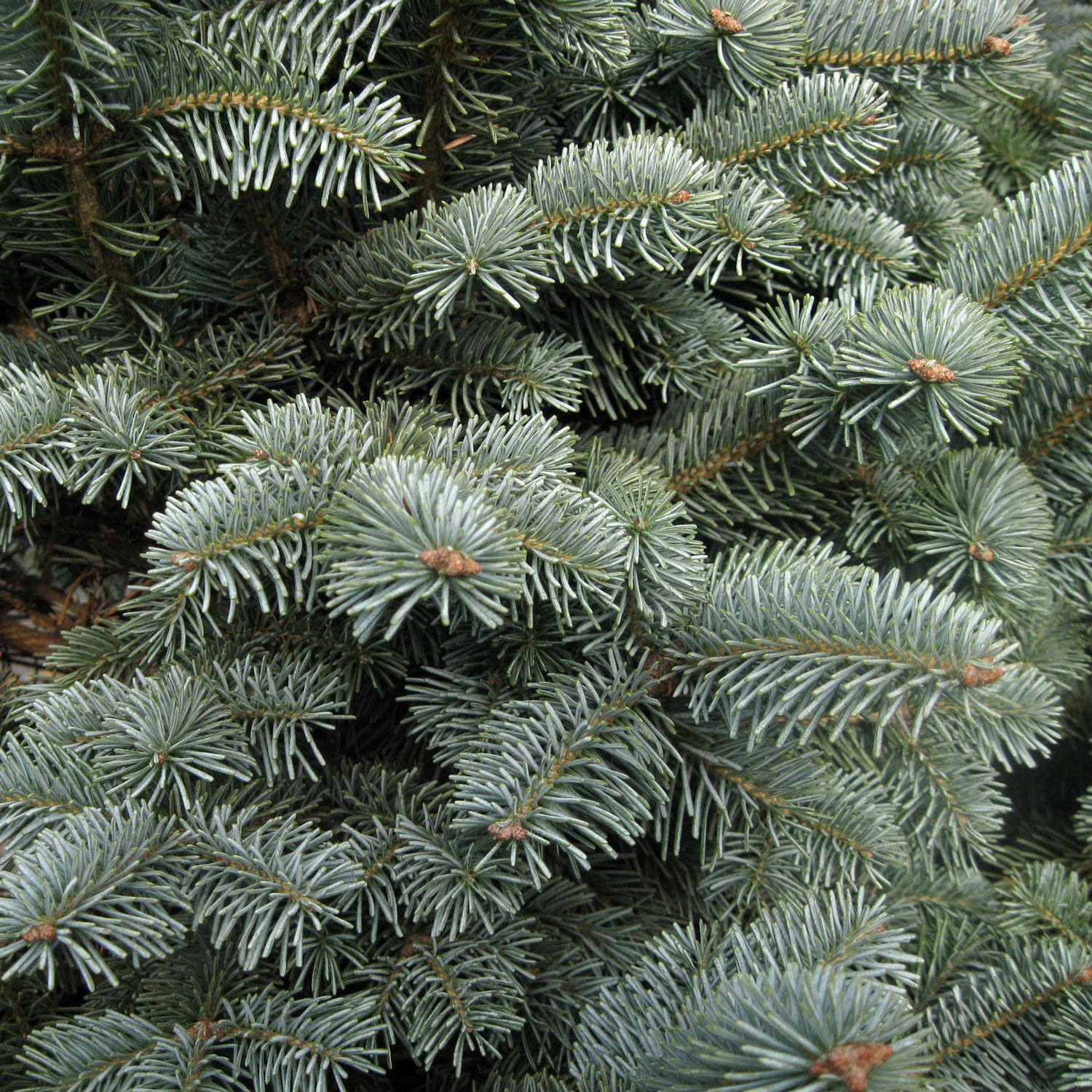 blue-spruce.jpg