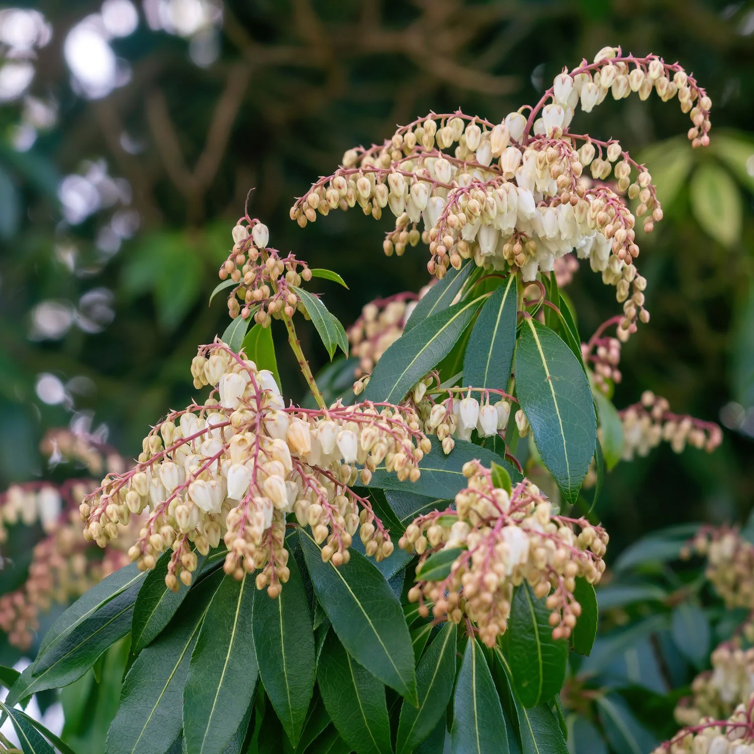 Pieris Adobe Stock.jpg