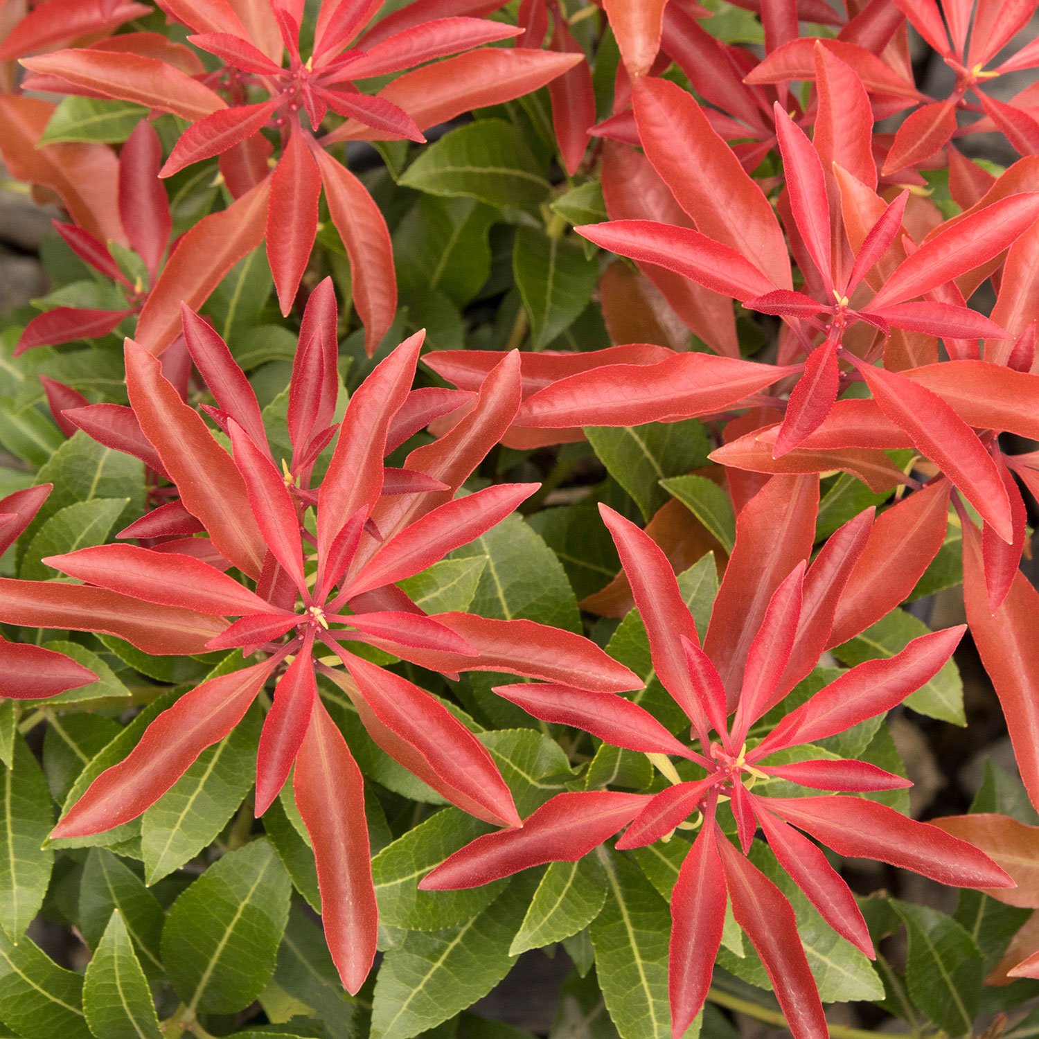 Pieris-Mountain-Fire-Monrovia.jpg