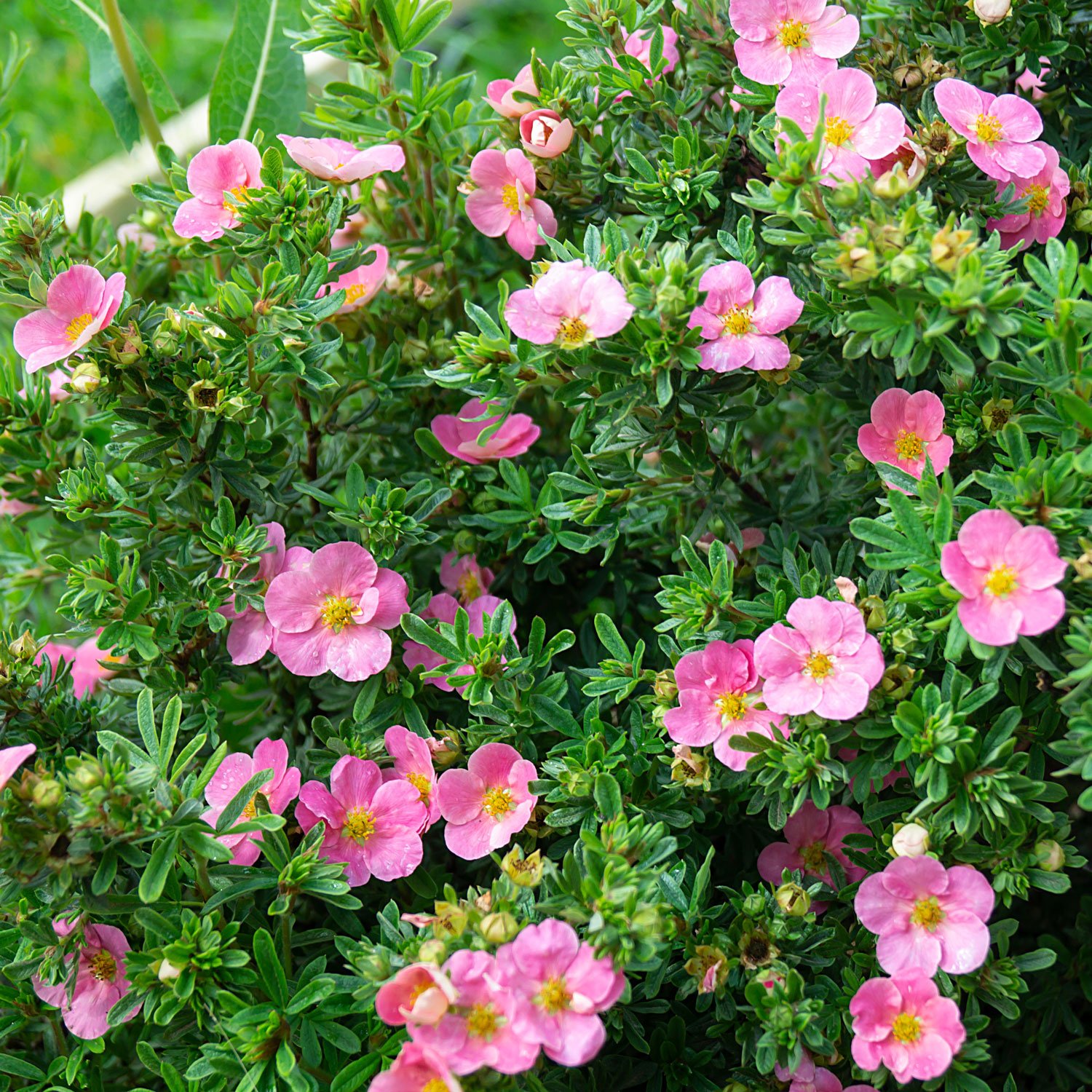 Pink-Potentilla.jpg