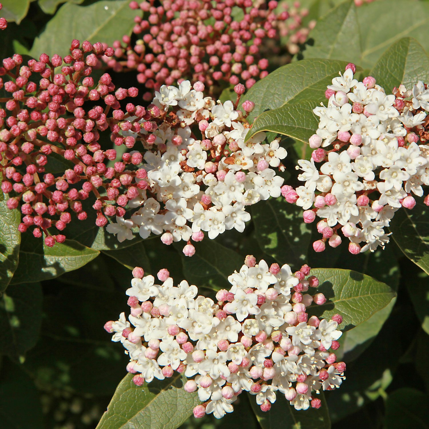 viburnum-tinus-flowers.jpg