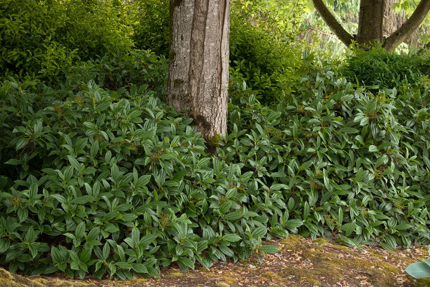 Viburnum_davidii_Monrovia.jpg