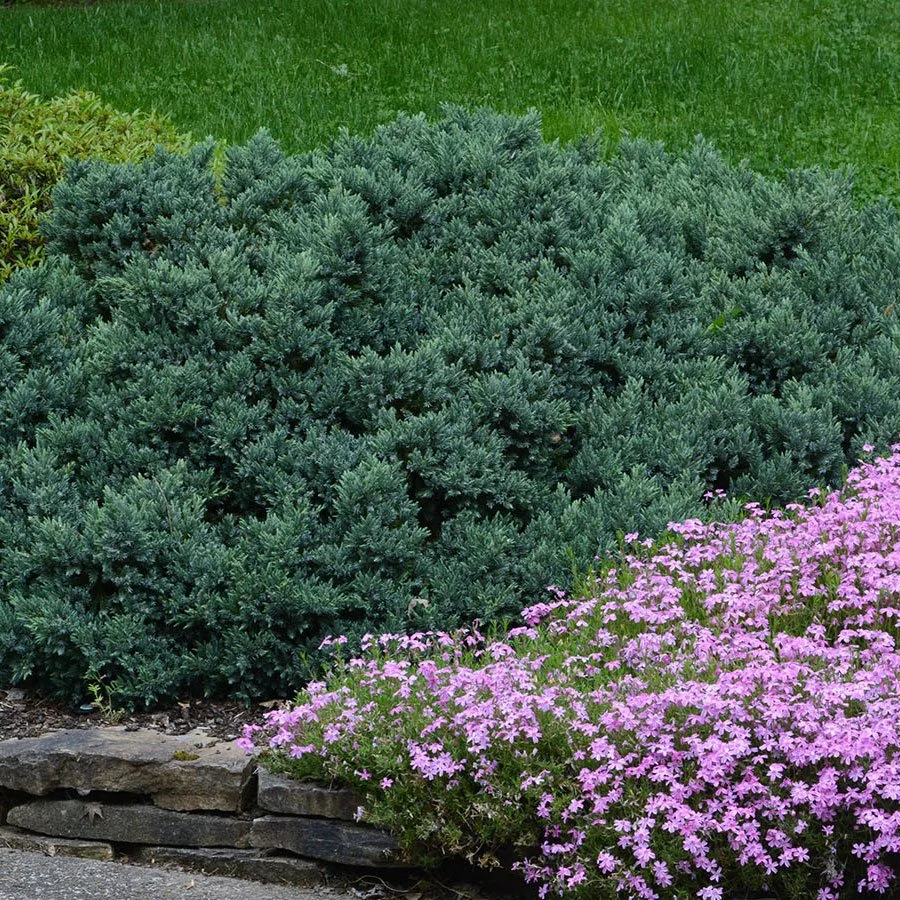 19 Drought Tolerant Trees And Shrubs For A Water Wise Garden Seattle 