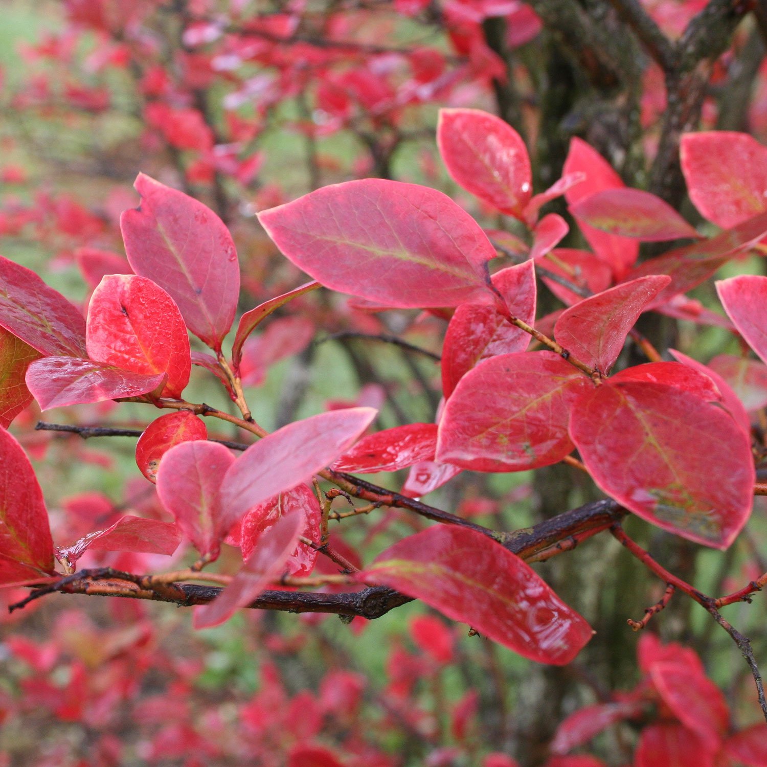 Trees and Shrubs with Colorful Fruit in Fall and Winter