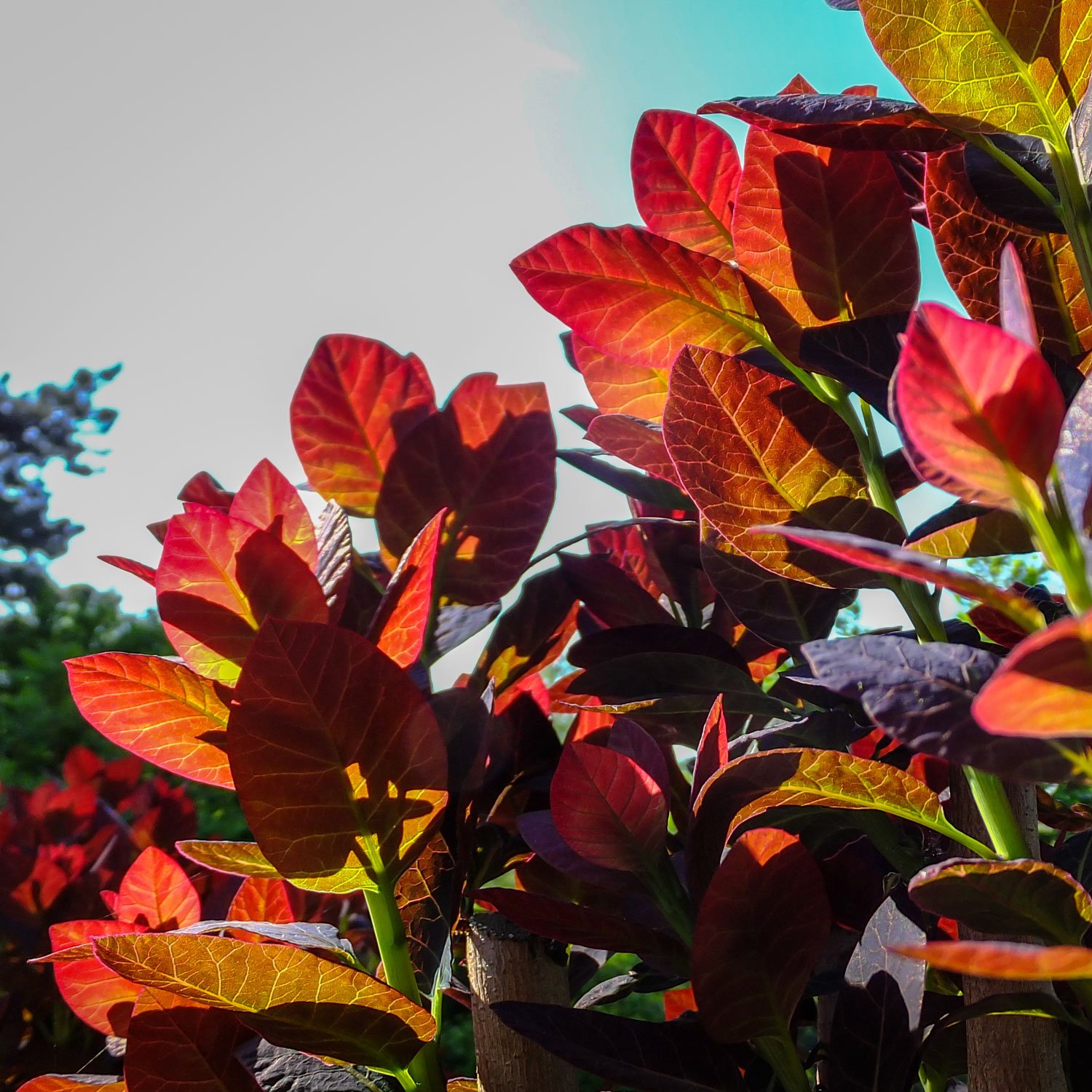Royal-Purple-Smoke-Tree-Fall-Foliage.jpg