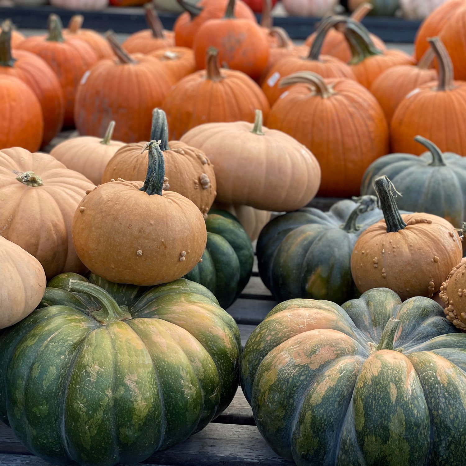 Specialty-Pumpkins-and-Gourds.jpg