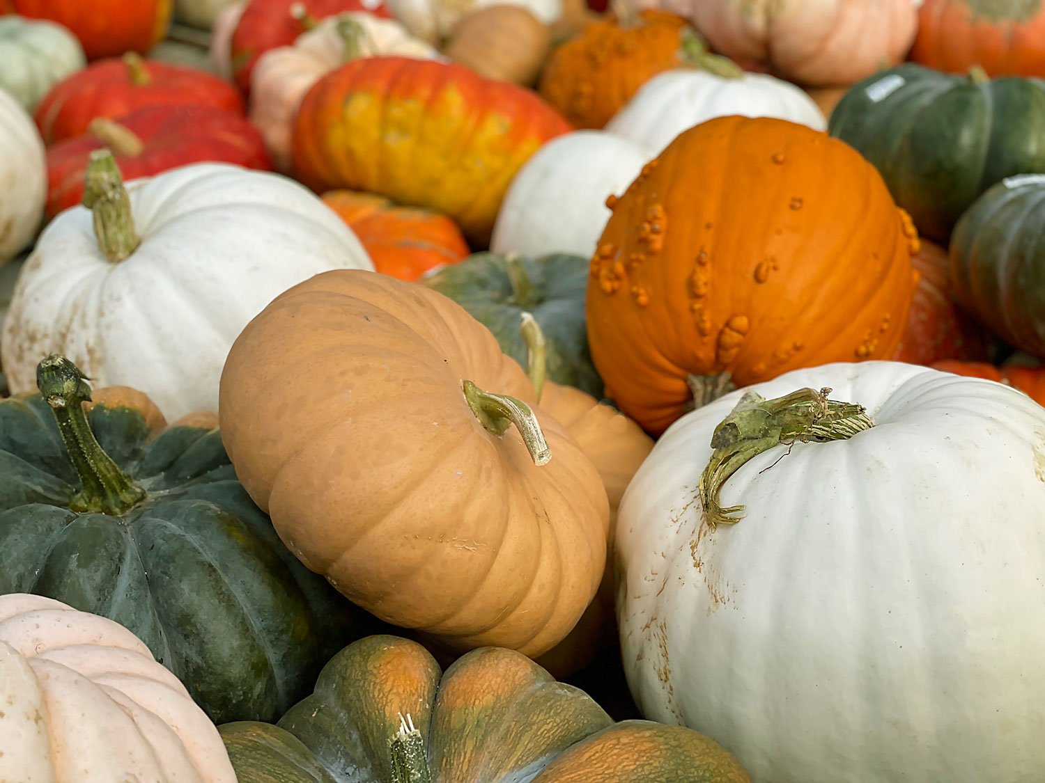 Mixed-pumpkins.jpg