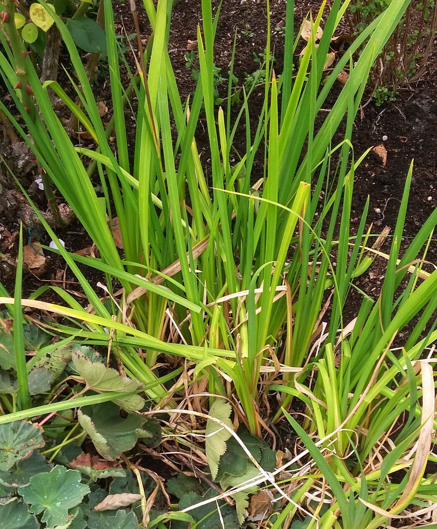 Iris-japonica.jpg