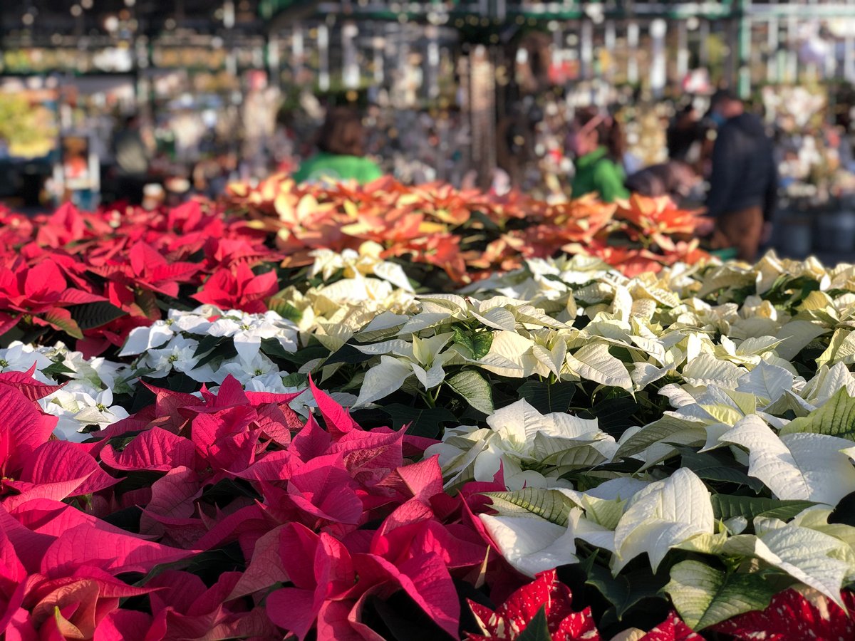 Multicolored-Poinsettias.jpg