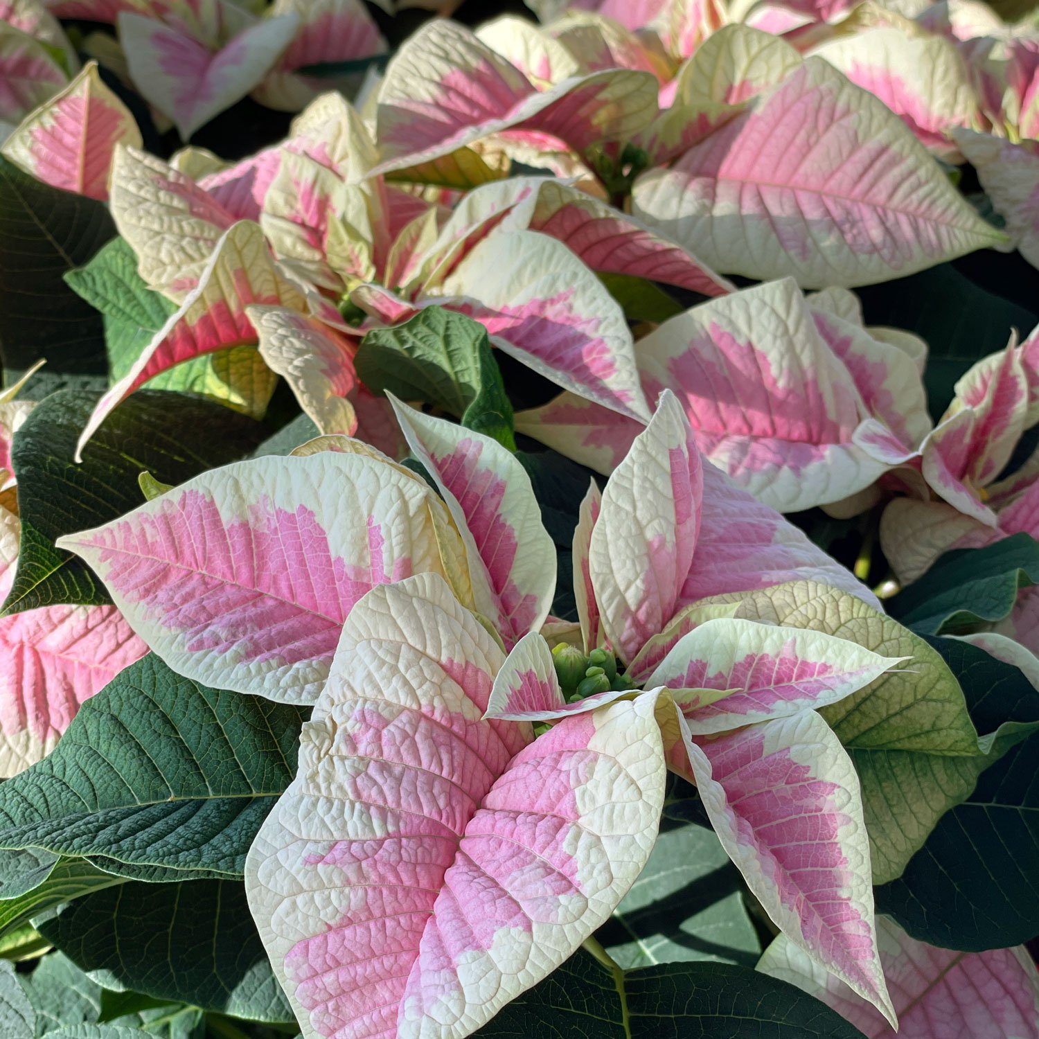 Pink-and-White-Poinsettias.jpg