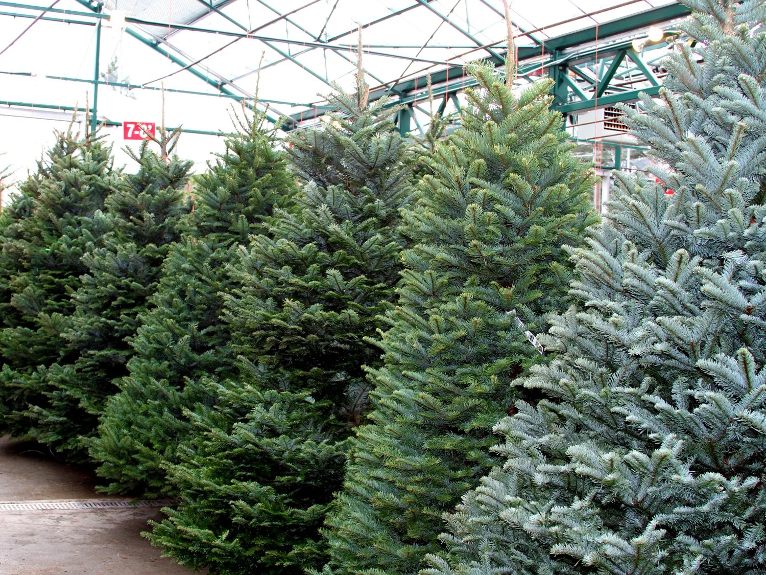Christmas Trees 