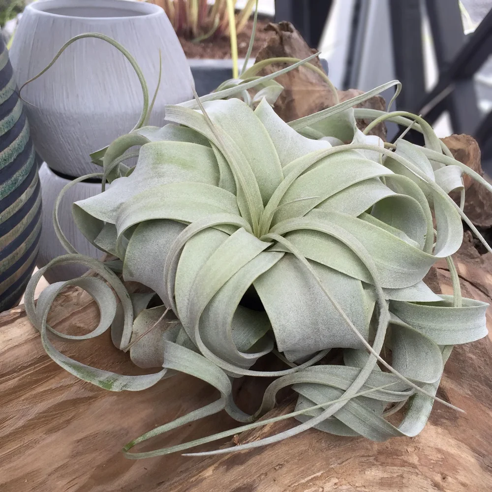 hanging plant containers 4