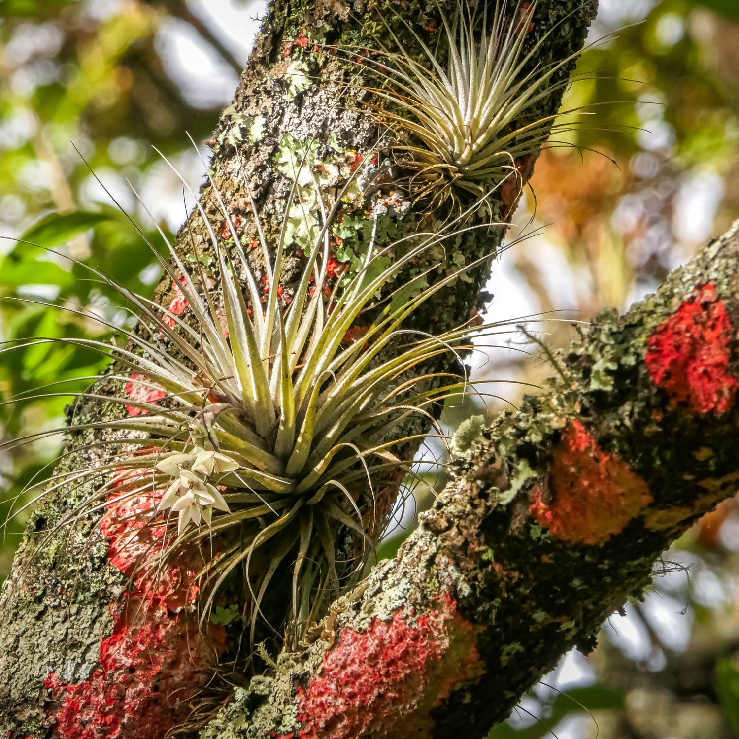 Air plants on trees in Brazil