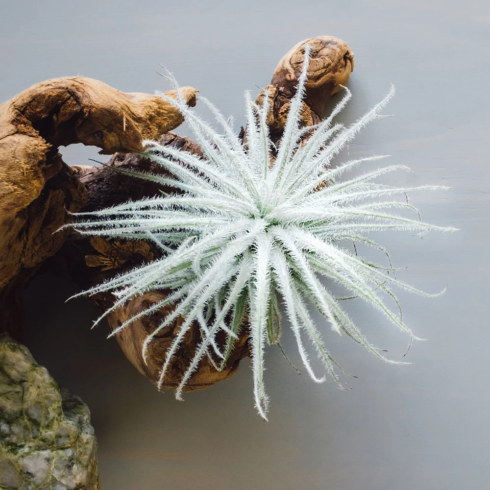 How Care To For Air Plants  Seattle's Favorite Garden Store Since 1924 -  Swansons Nursery