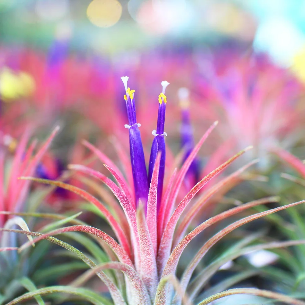 How Care To For Air Plants  Seattle's Favorite Garden Store Since 1924 -  Swansons Nursery