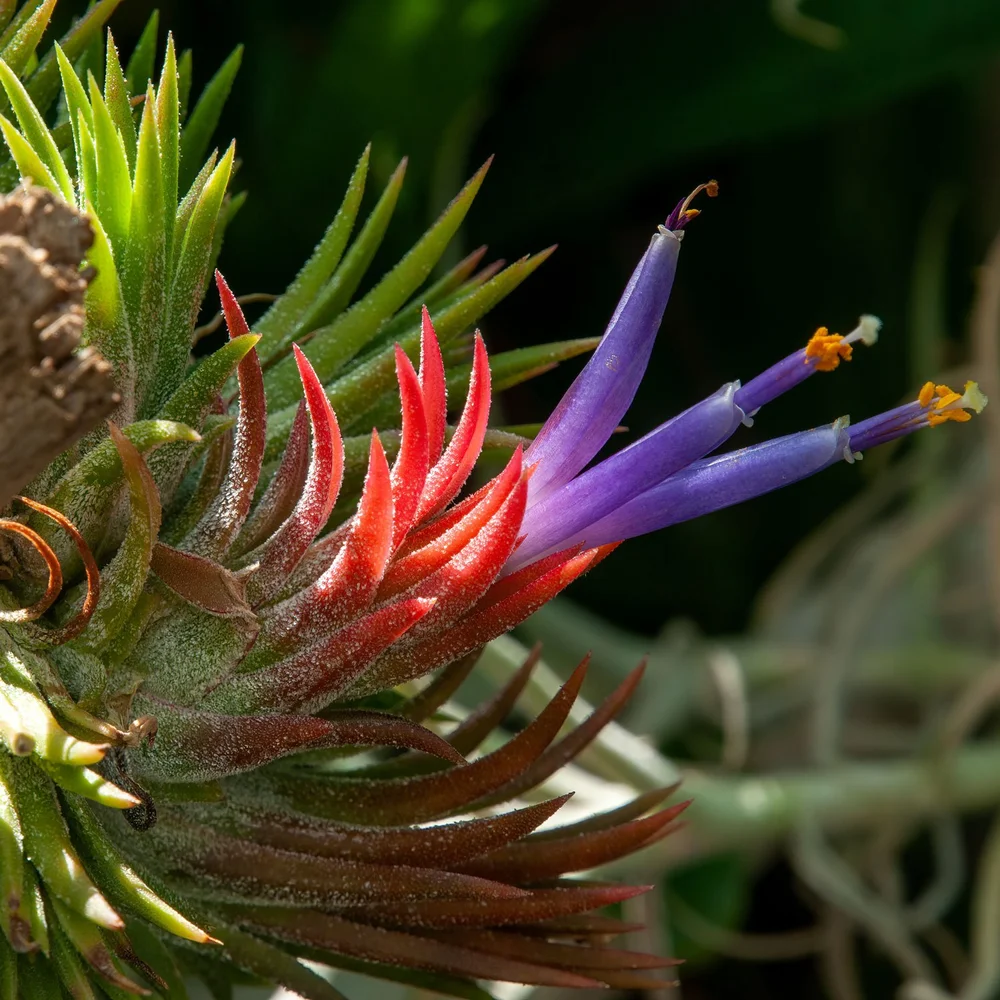 How Care To For Air Plants  Seattle's Favorite Garden Store Since 1924 -  Swansons Nursery