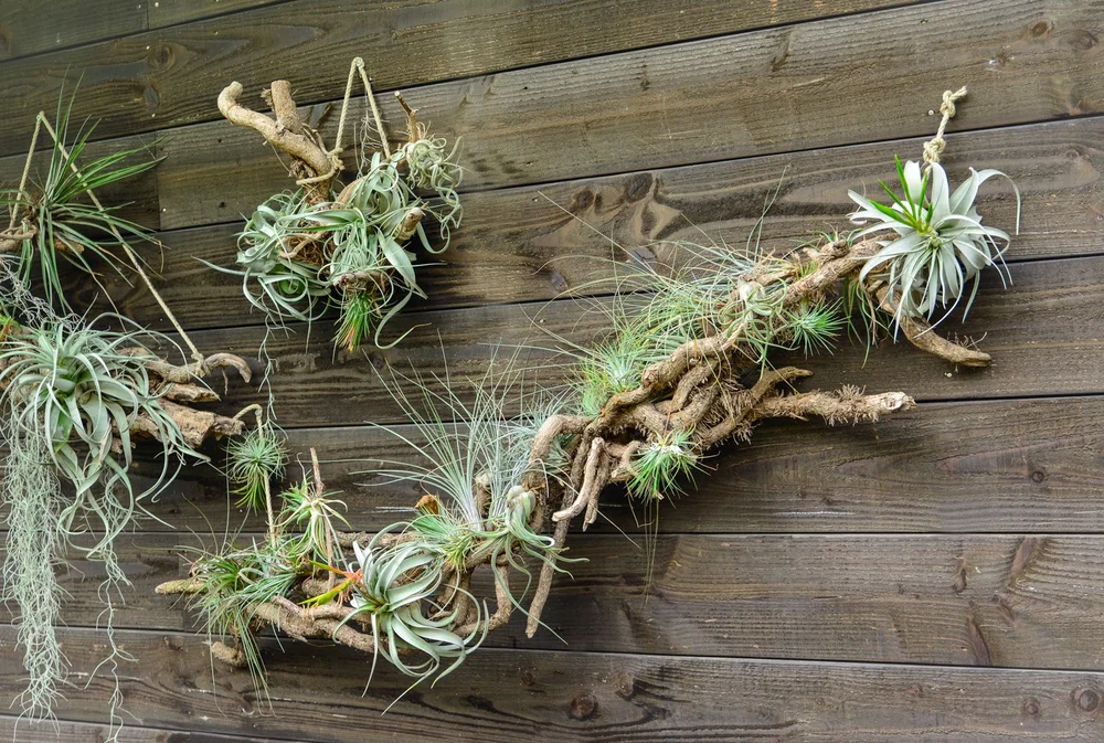 How Care To For Air Plants  Seattle's Favorite Garden Store Since 1924 -  Swansons Nursery