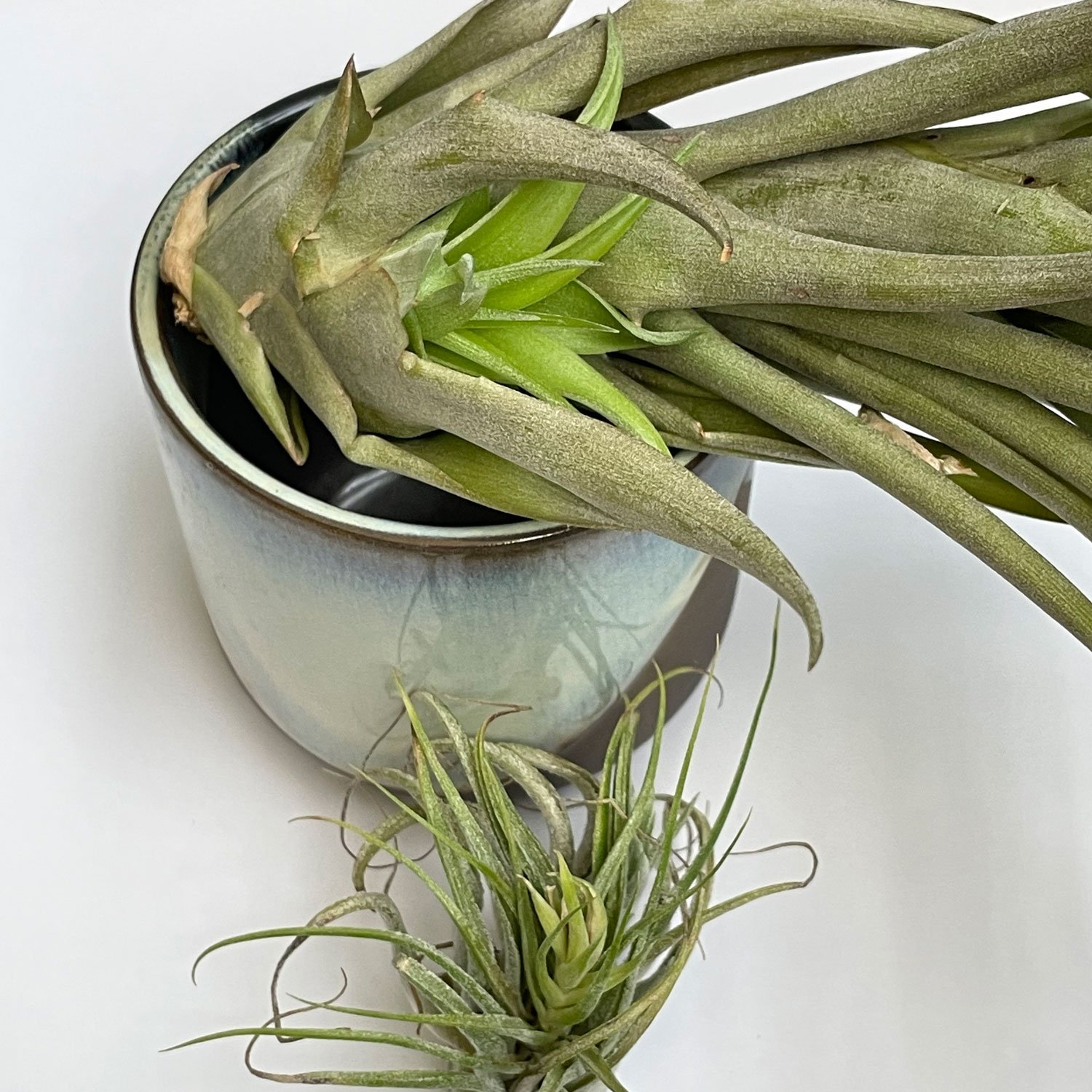 Air plant pups look brighter green