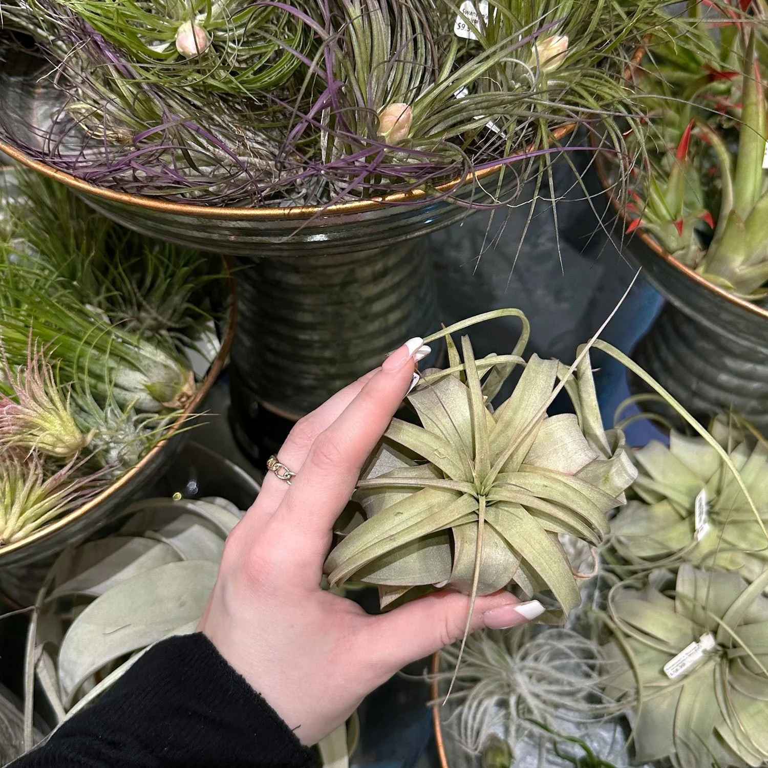 Taylor-Holding-an-Air-Plant.jpg