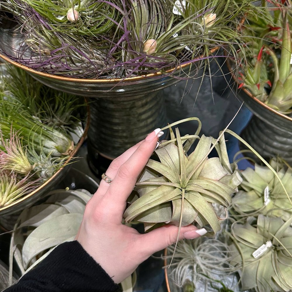How Care To For Air Plants  Seattle's Favorite Garden Store Since 1924 -  Swansons Nursery