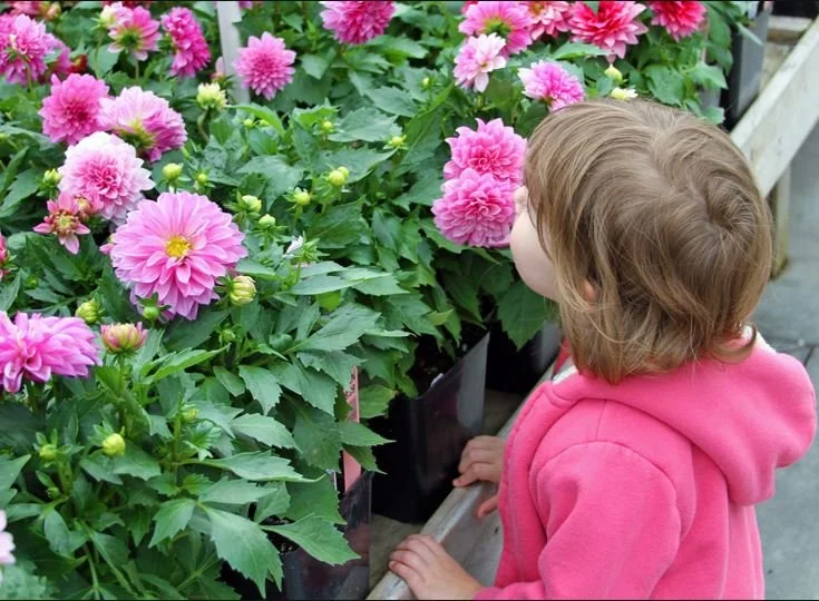 girl kid Dahlias.JPG
