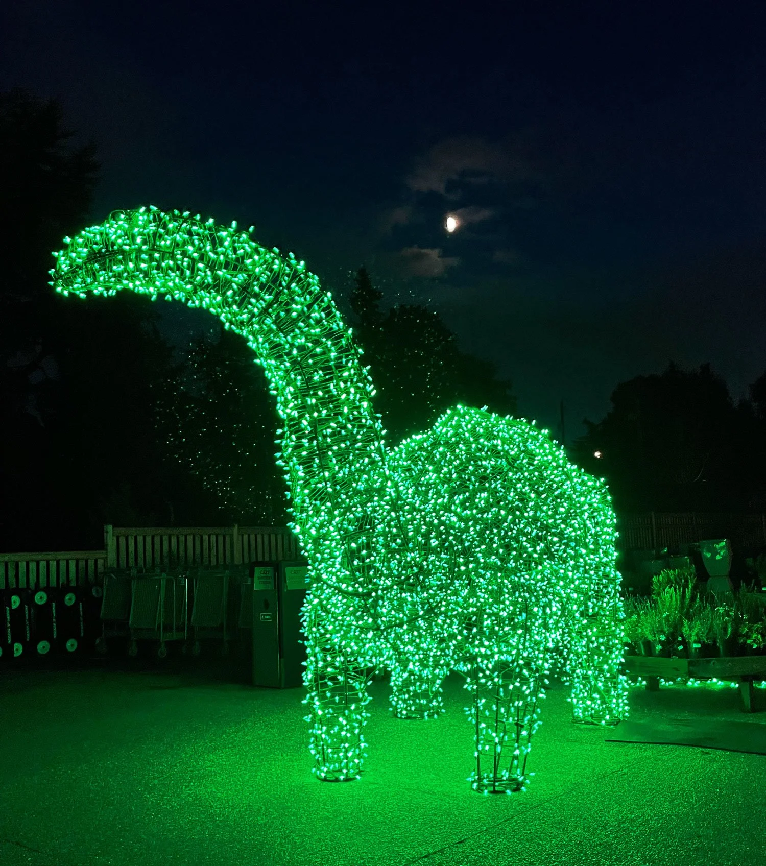 Humphrey-with-holiday-lights.jpg