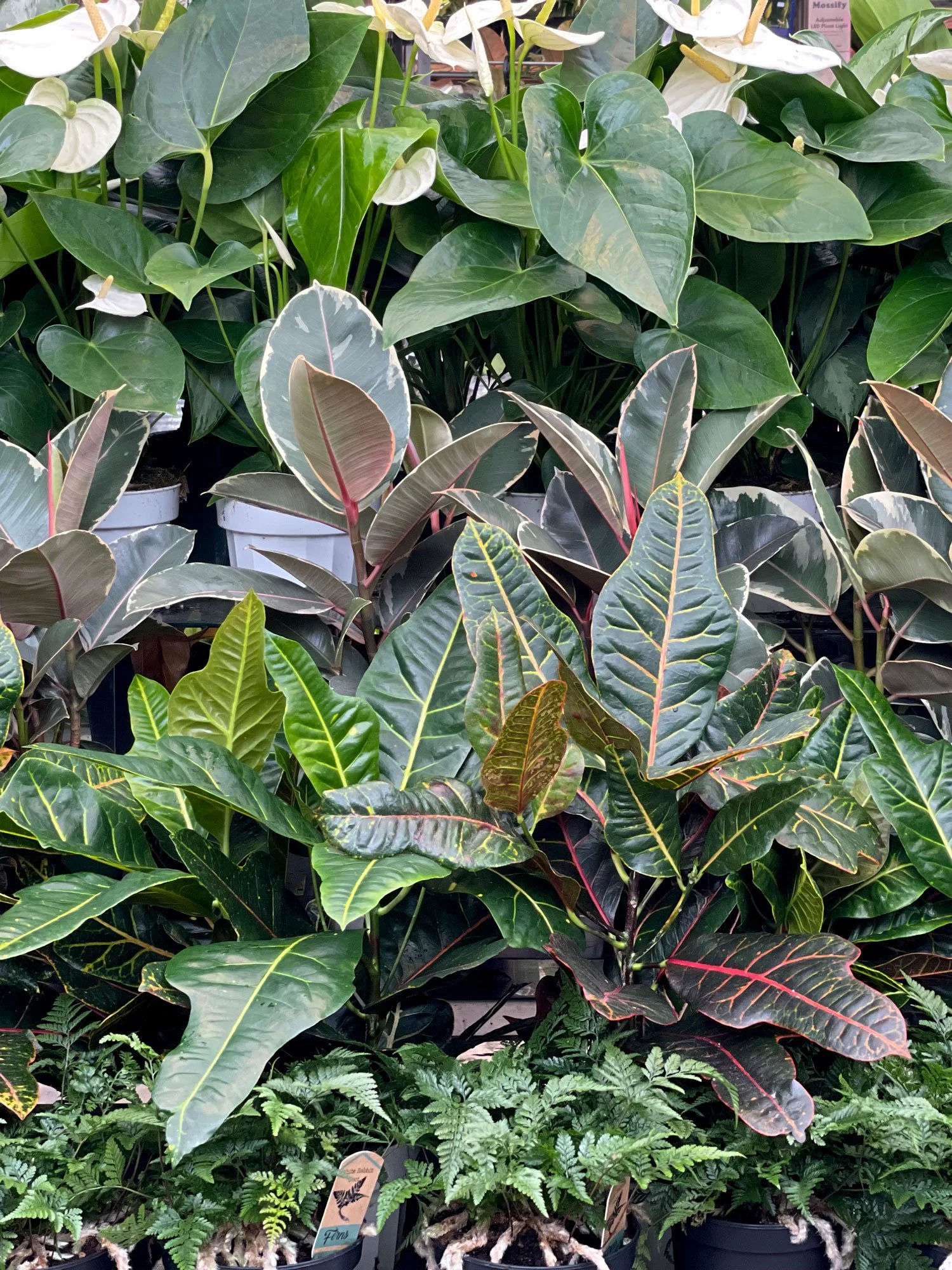 18 Houseplants That Clean The Air (NASA Says So)  Seattle's Favorite  Garden Store Since 1924 - Swansons Nursery