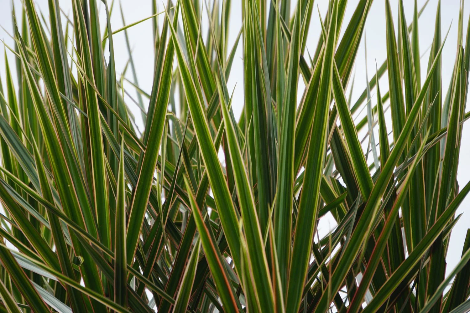 All About Dracaena  Seattle's Favorite Garden Store Since 1924 - Swansons  Nursery