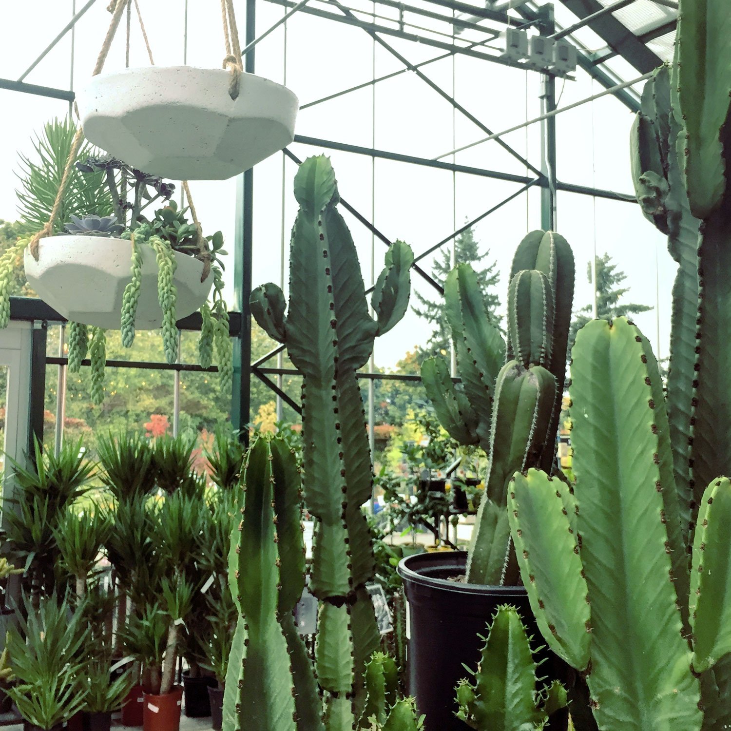 Cactus-display-at-Swansons-Nursery.jpg
