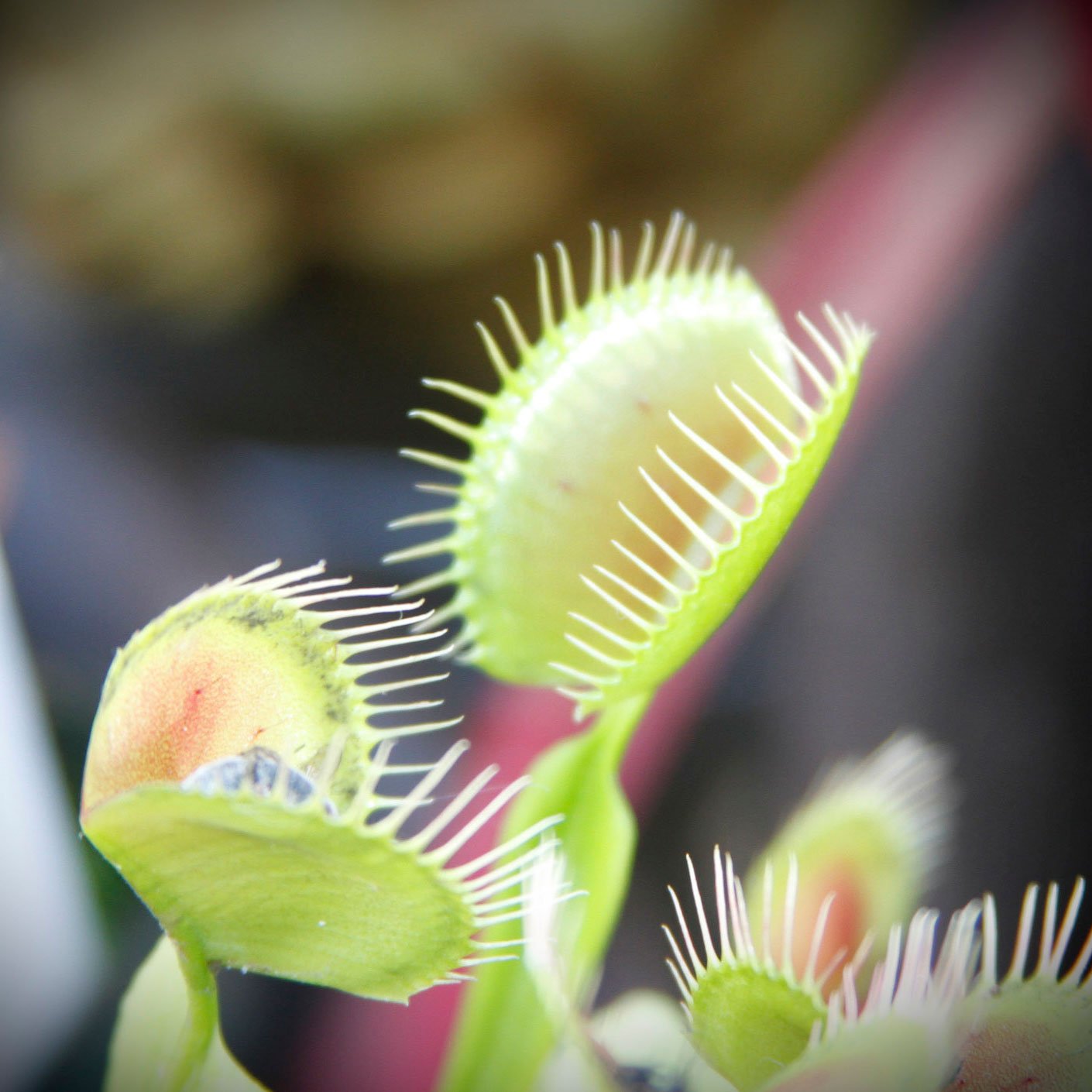 Carnivorous-Venus-Fly-Trap-Plant.jpg