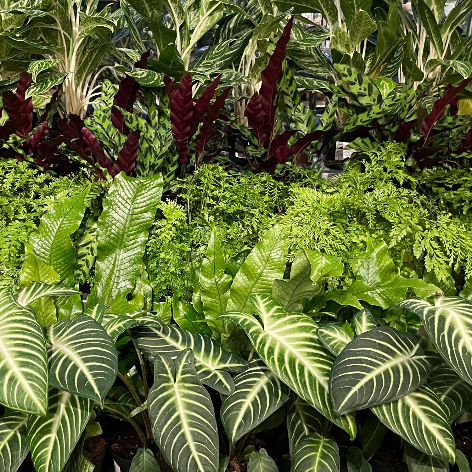 Indoor-Plants-in-Conservatory4.jpg