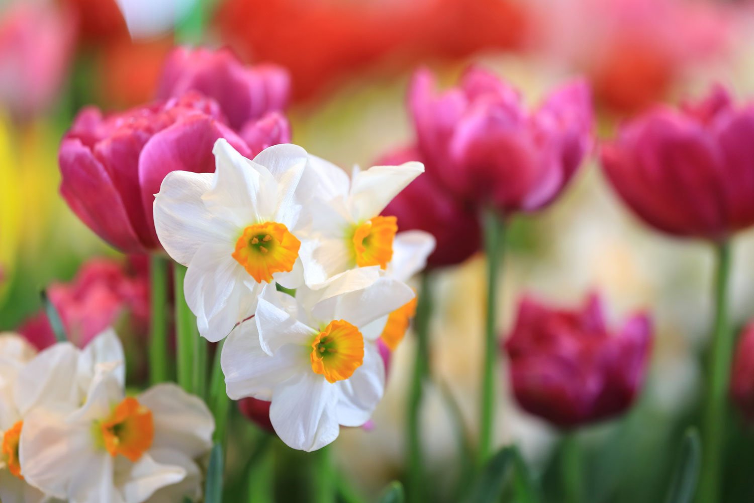   the garden awaits…    April Gardening Tips    See Our Tips  