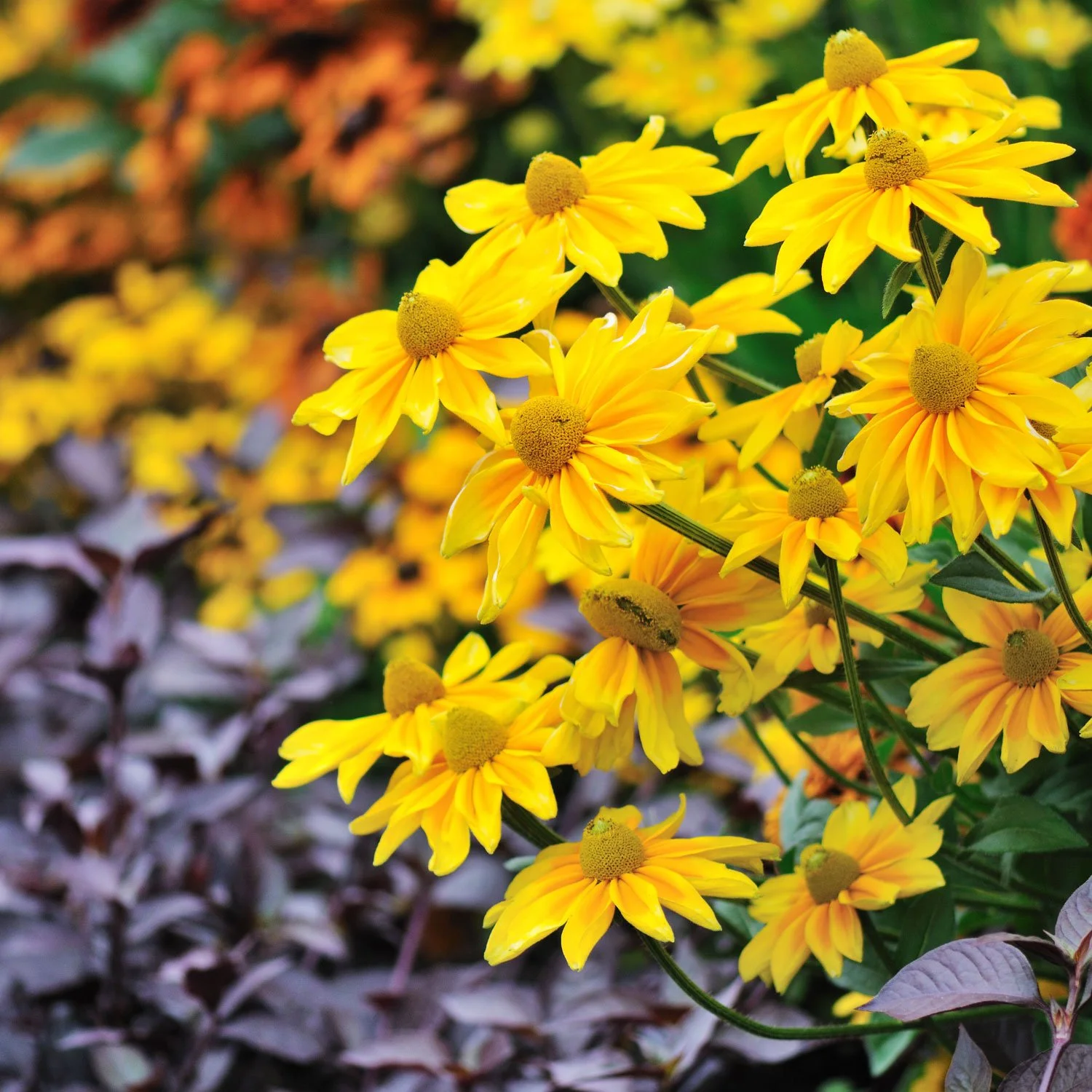 Rudbeckia