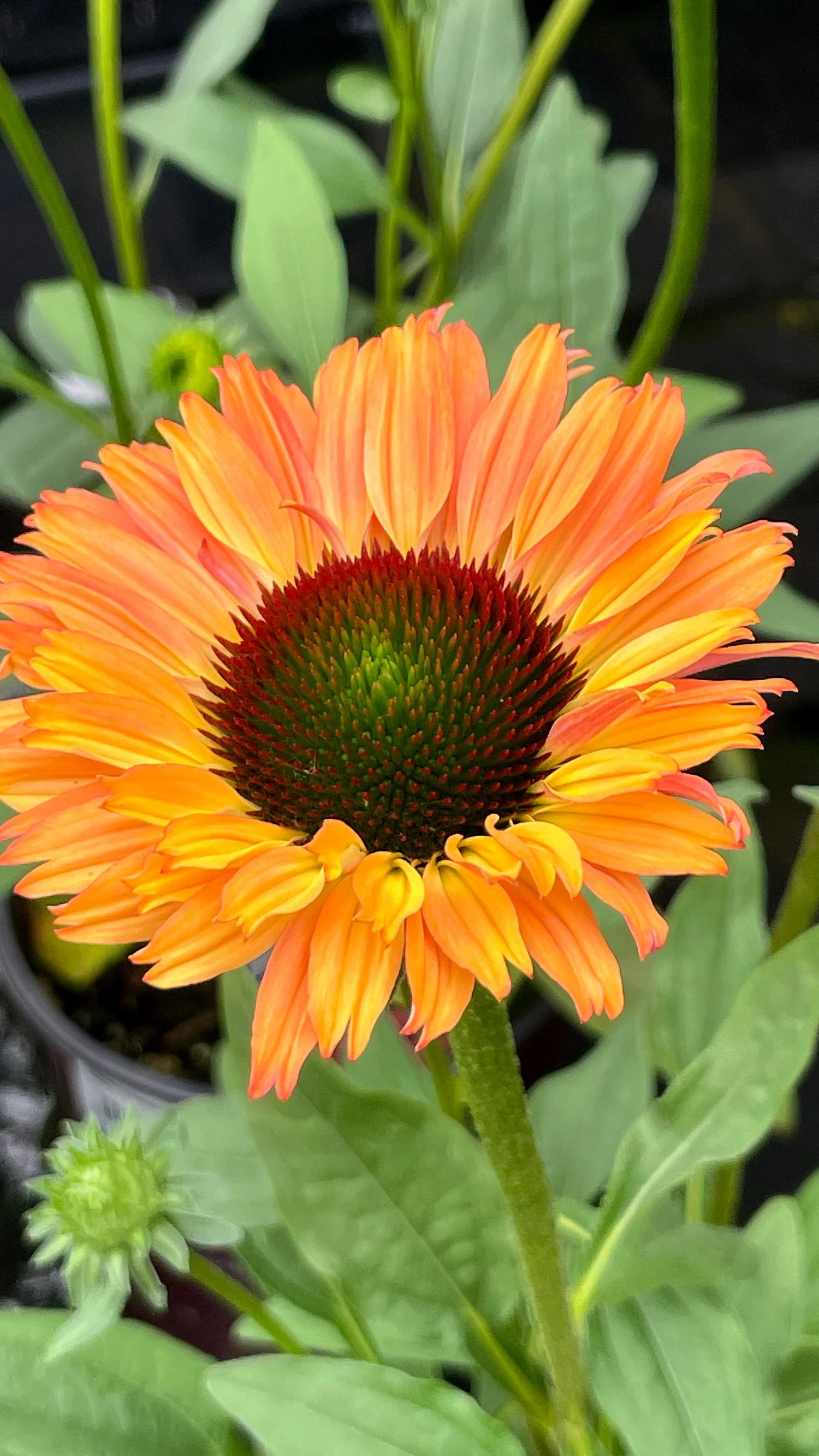 Echinacea