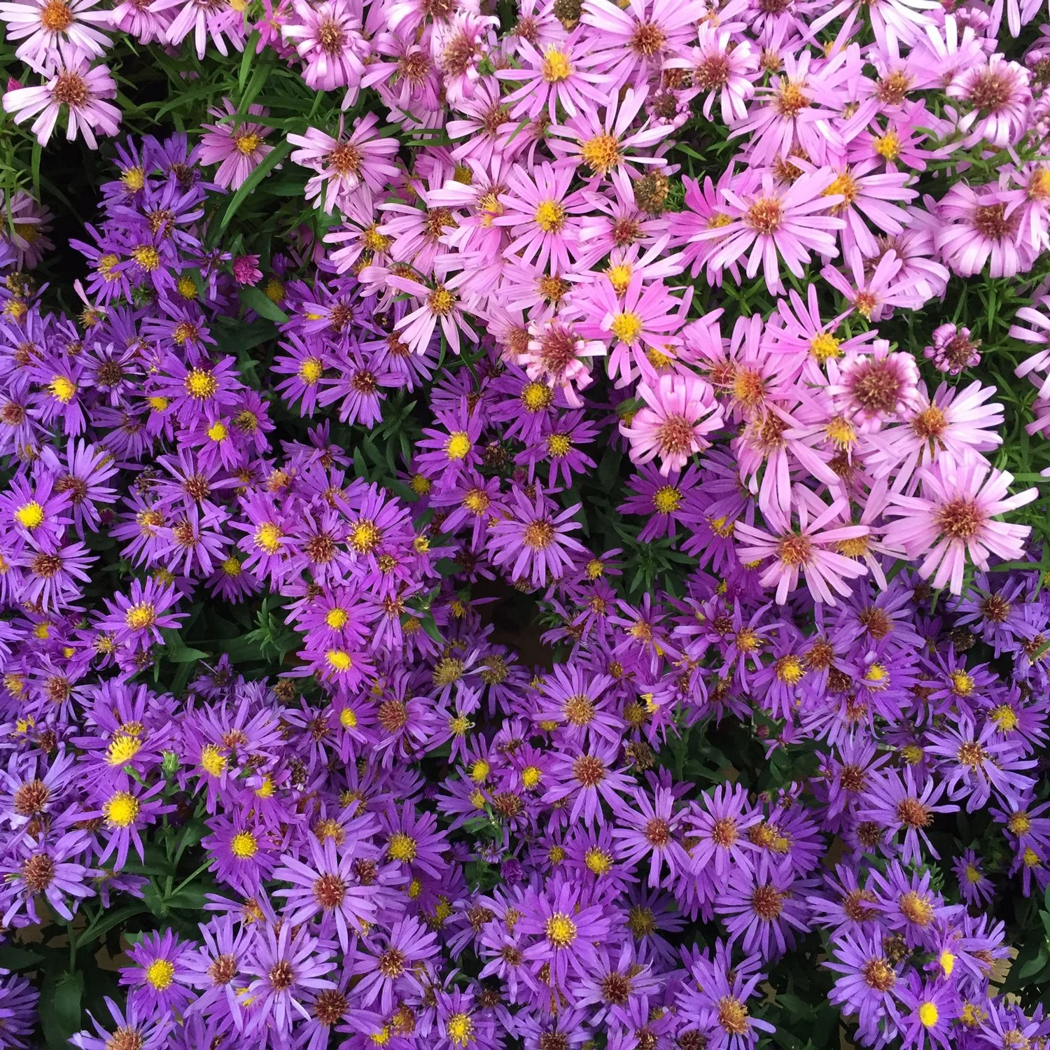 Aster