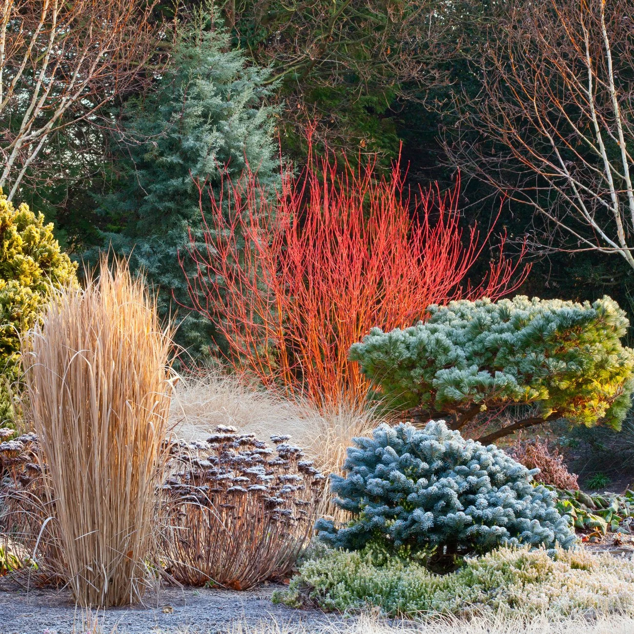   prepare and protect your winter garden    December Gardening Tips    see our tips  