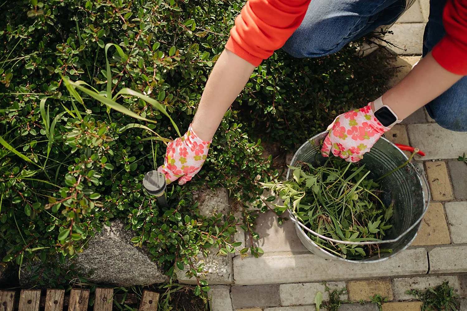 Living With (or Without) Weeds