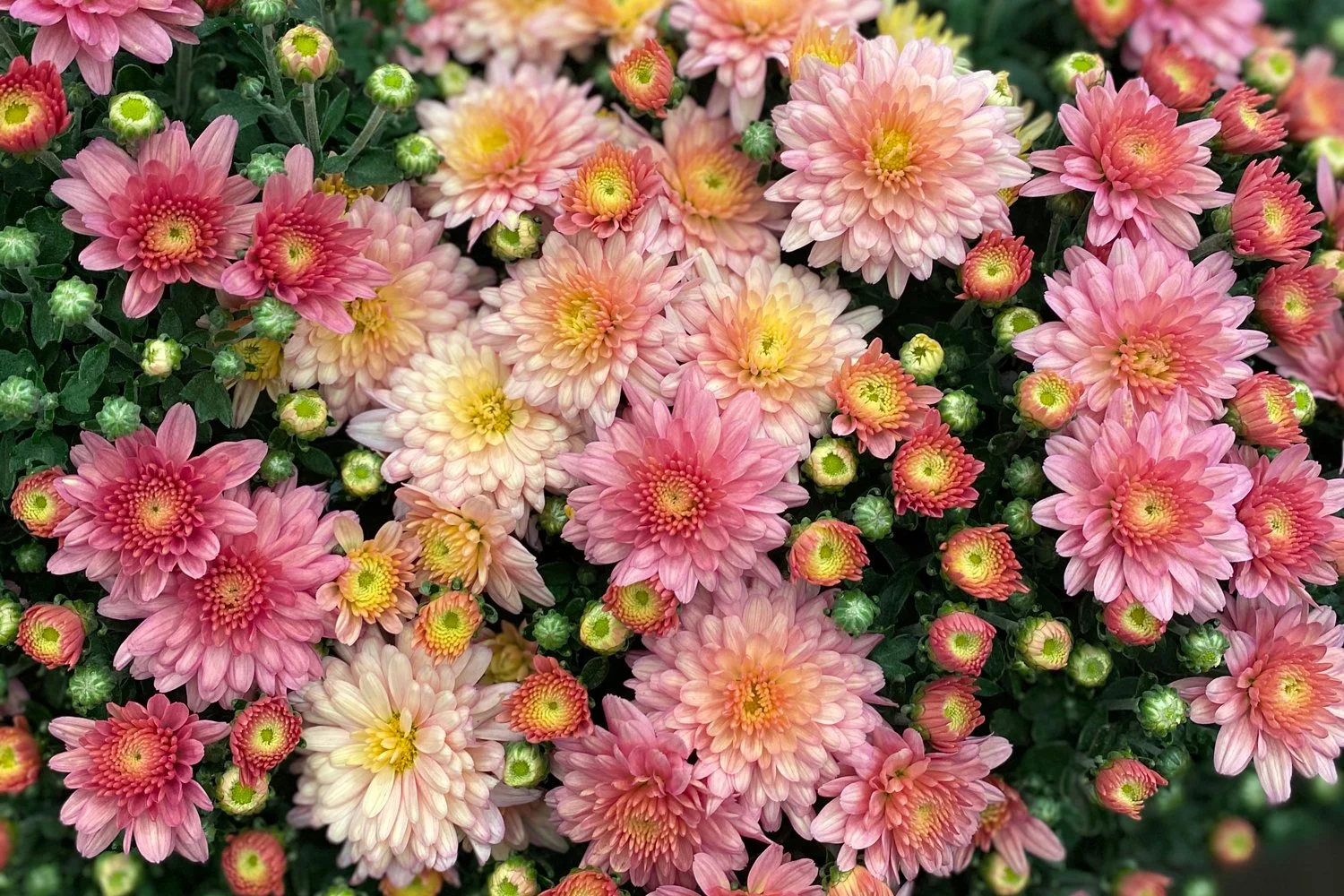 Chrysanthemum