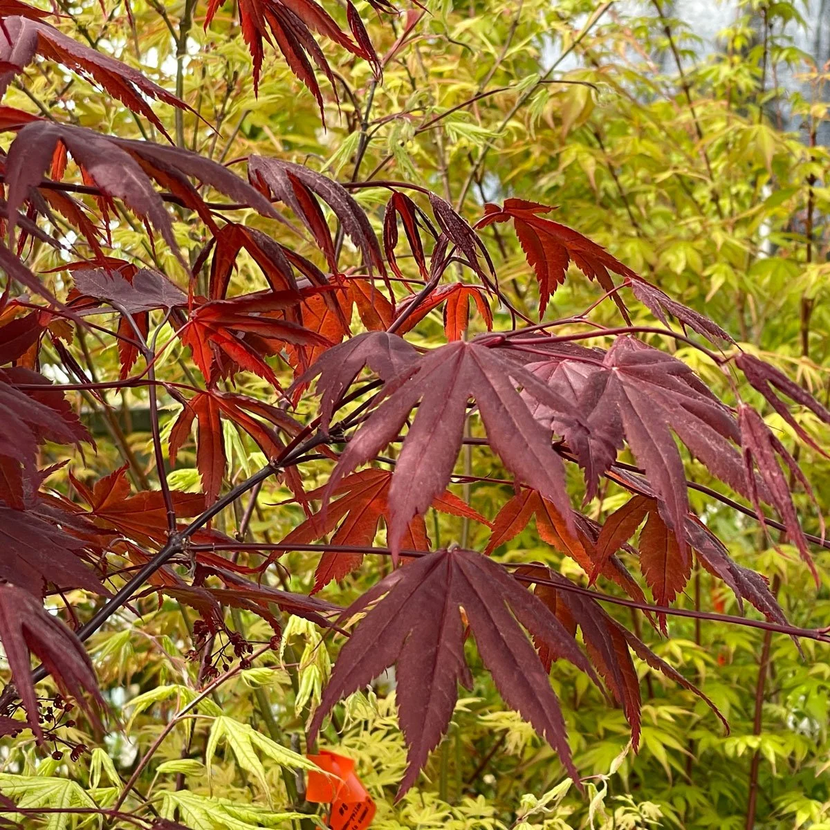 Japanese Maple