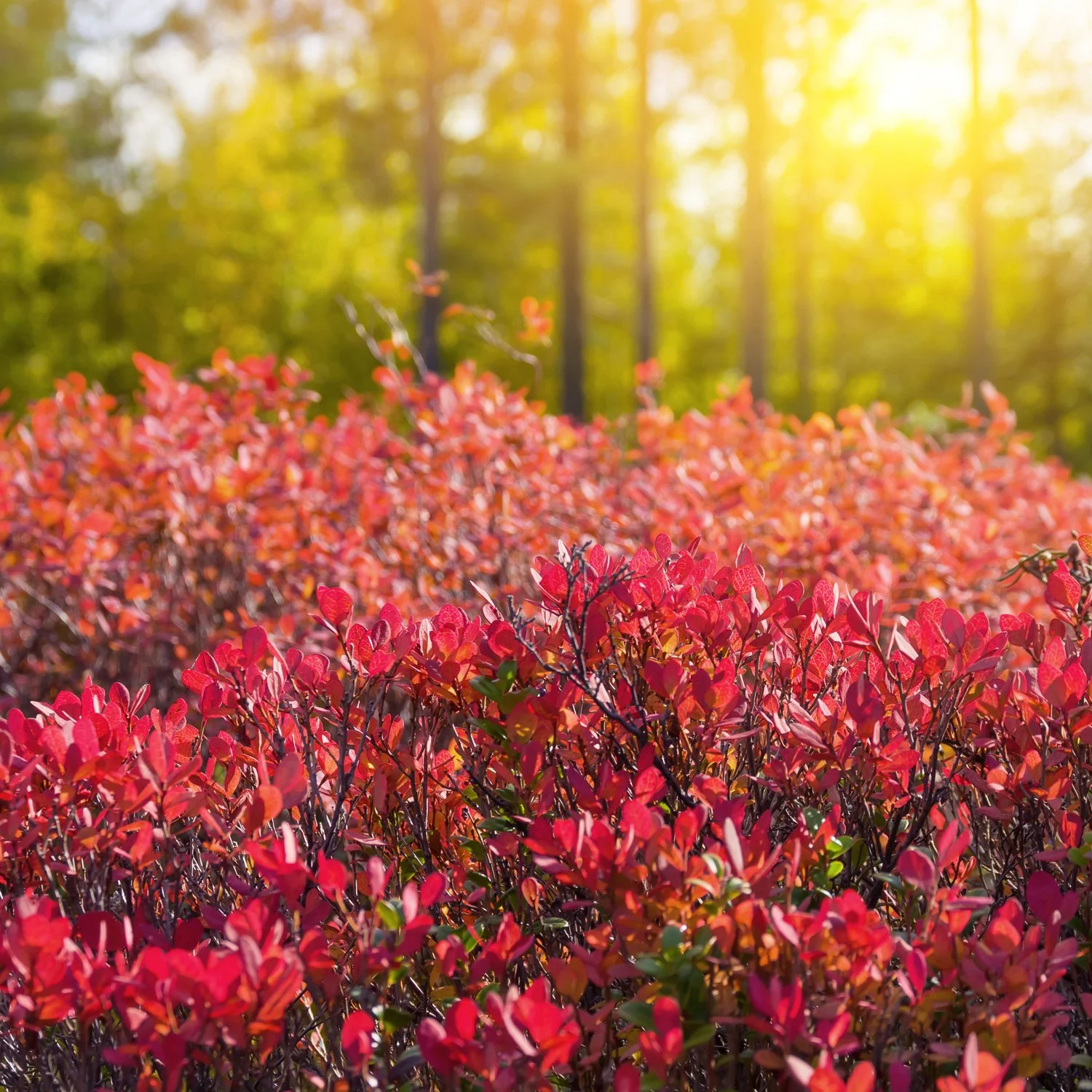 Blueberries With Fall Color