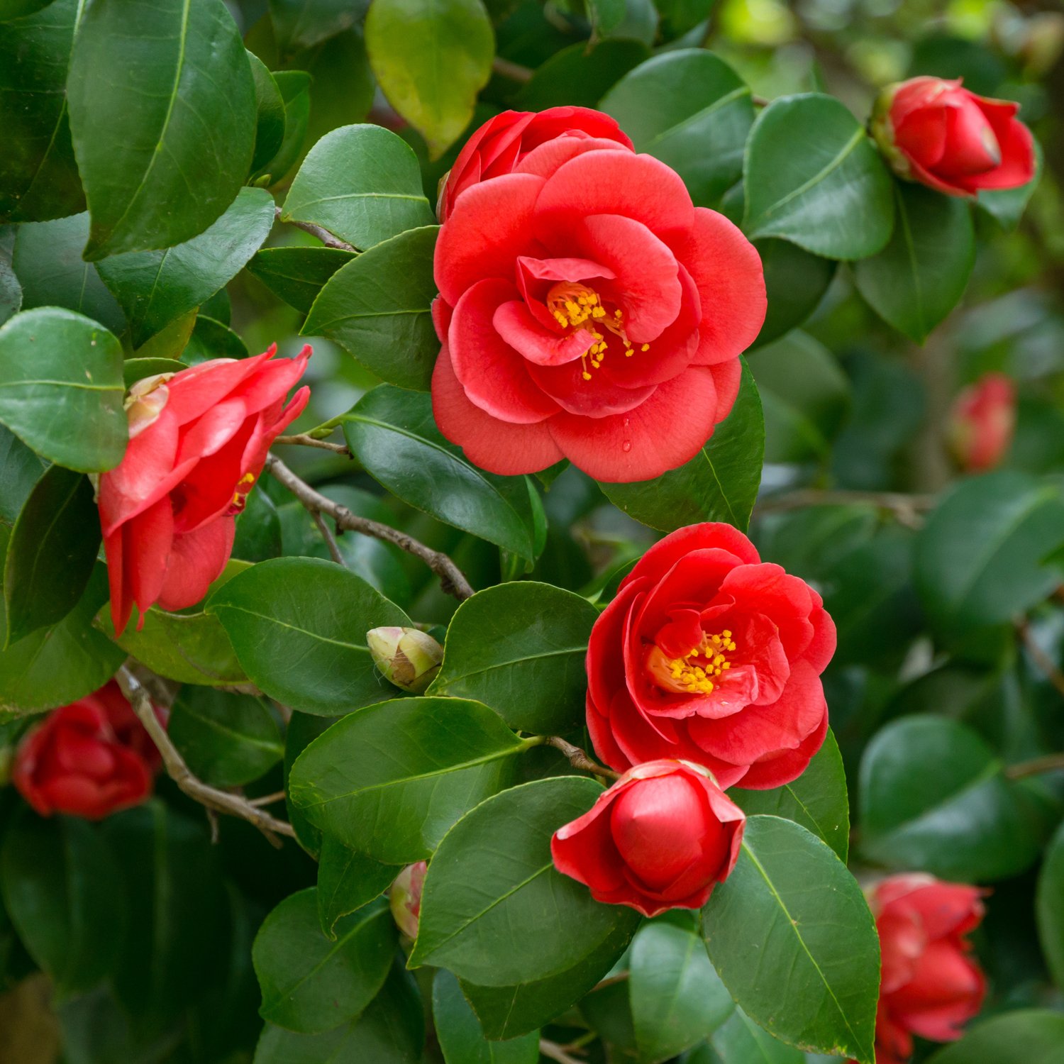 Camellia