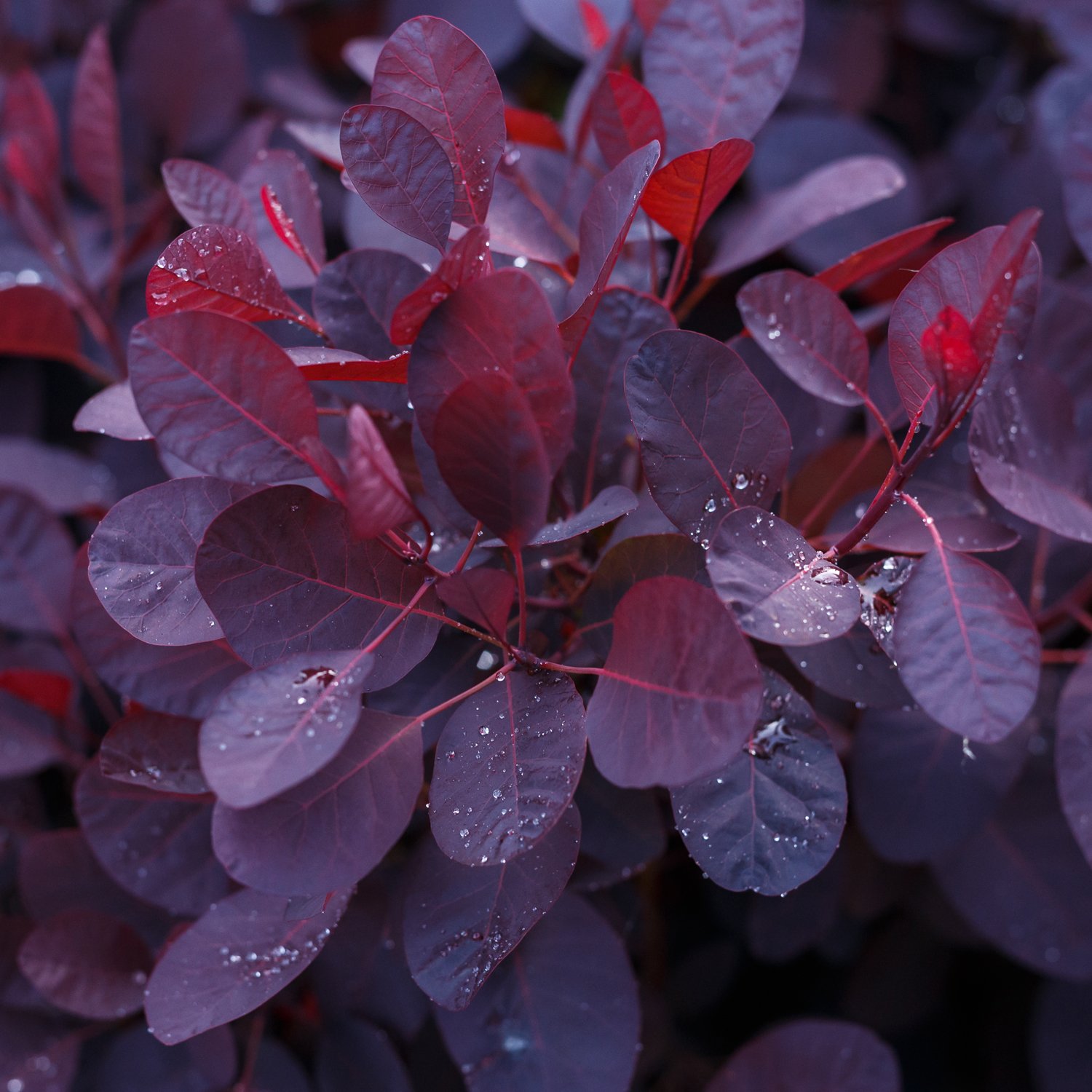 Smoke Bush