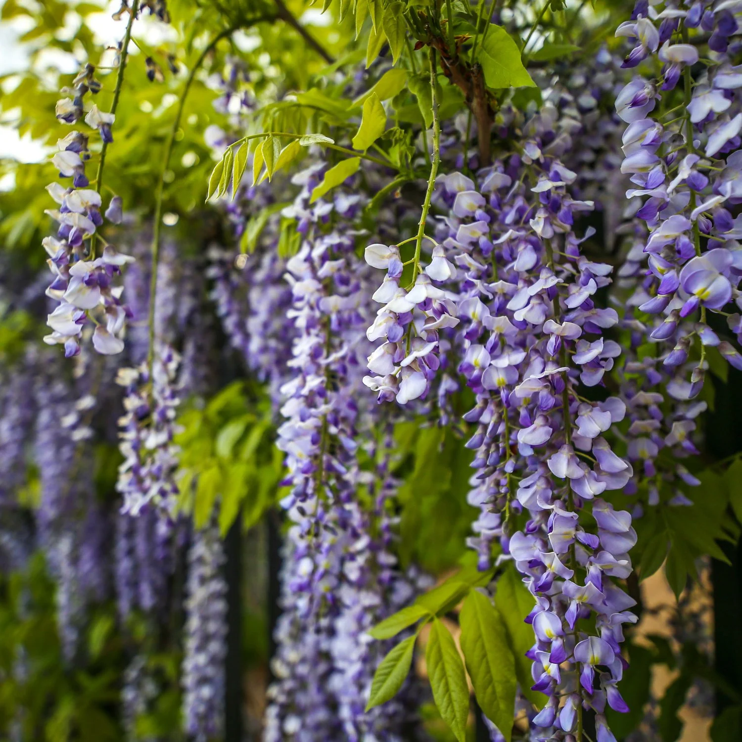 Wisteria